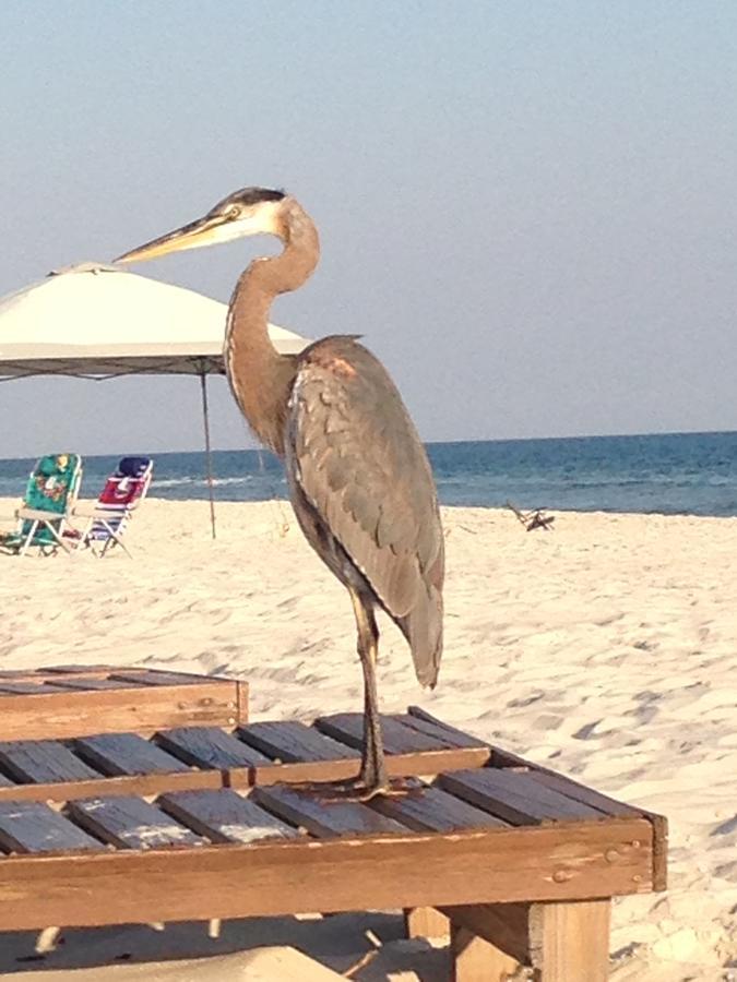 Gulf Shores Plantation 외부 사진